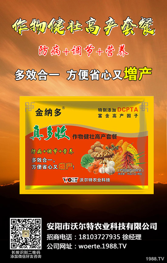 番茄怎么種出苗好,番茄種植時間及栽培技術!