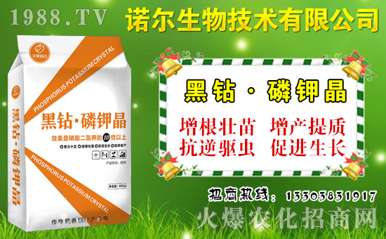 大棚菜豆如何施肥?菜豆需肥特點與施肥技術!